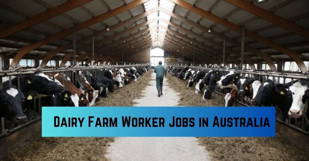 Dairy Farm Worker Jobs in Australia